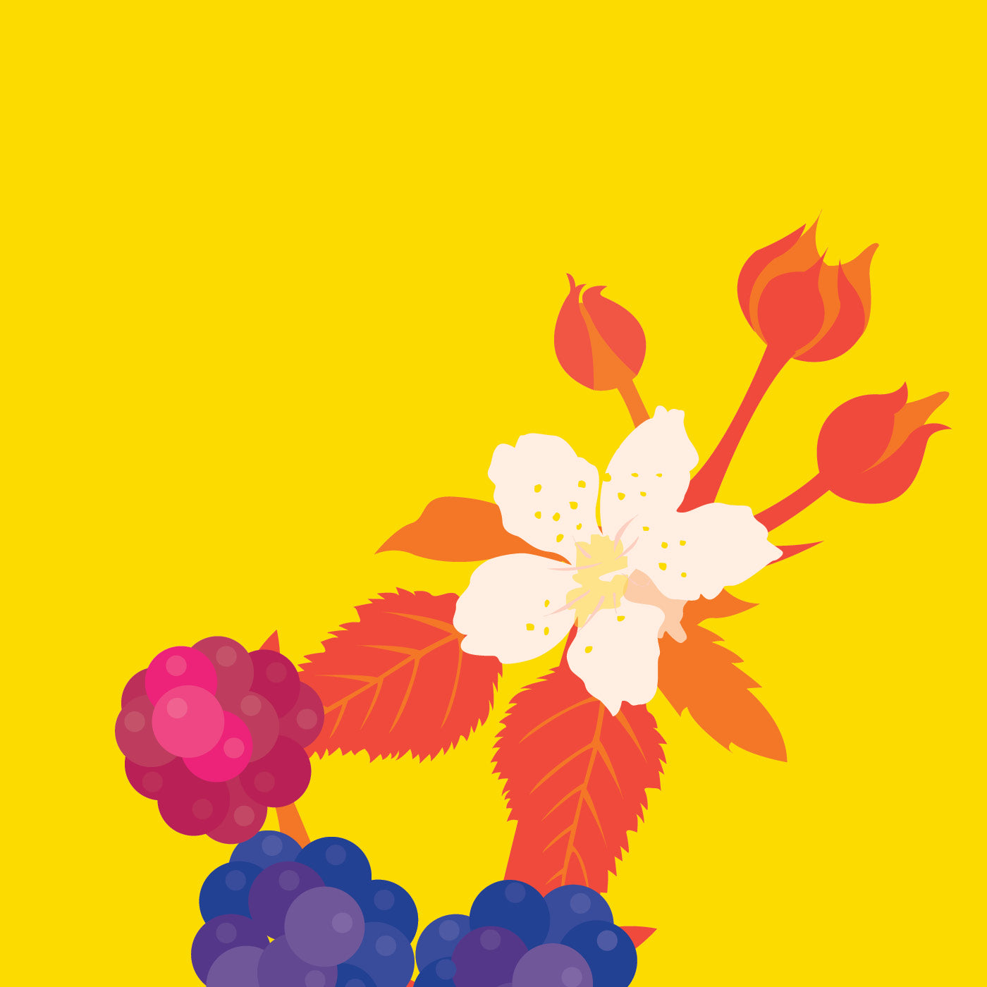 BLACKBERRIES – A4 Print