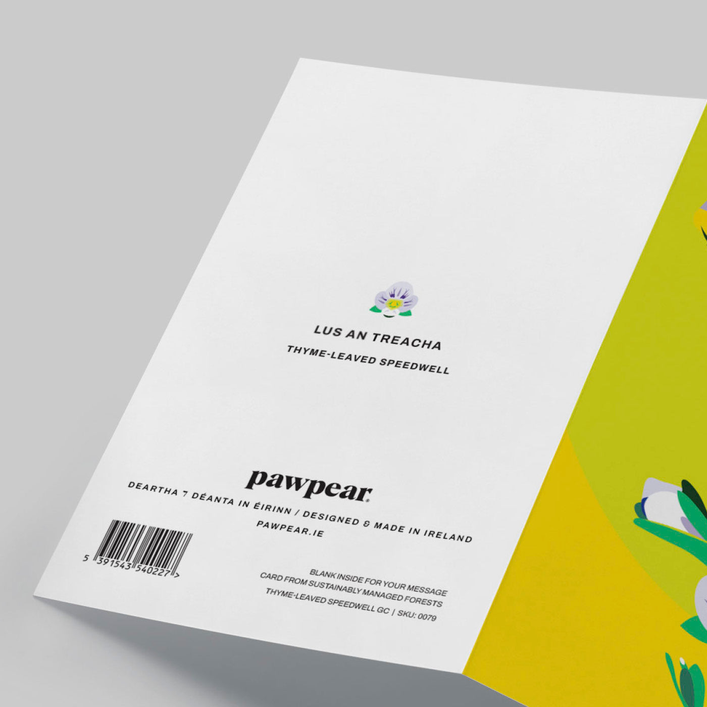 THYME-LEAVED SPEEDWELL